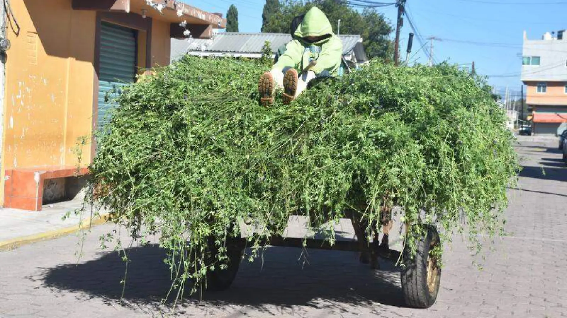 CARRETAS EN EL CAMPO 3